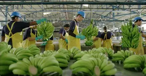 Chiquita retoma operaciones en Panamá: más de 1.600 empleos y reactivación de exportaciones bananeras en 2025