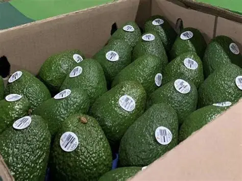 Exportaciones de aguacate Hass