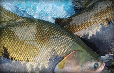 resistencia-y-crecimiento-de-cachama