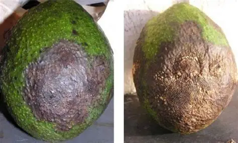 Antracnosis en aguacate