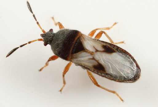 Blissus en pastos de tierra fría