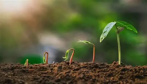 Fertilización de cultivos