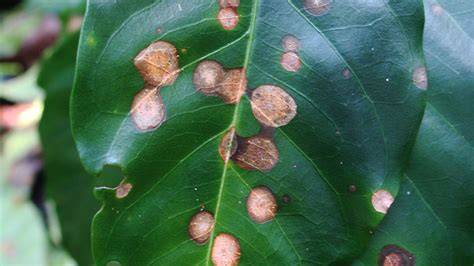Ojo de Gallo en Café: Cómo Evitar Pérdidas en Cosecha