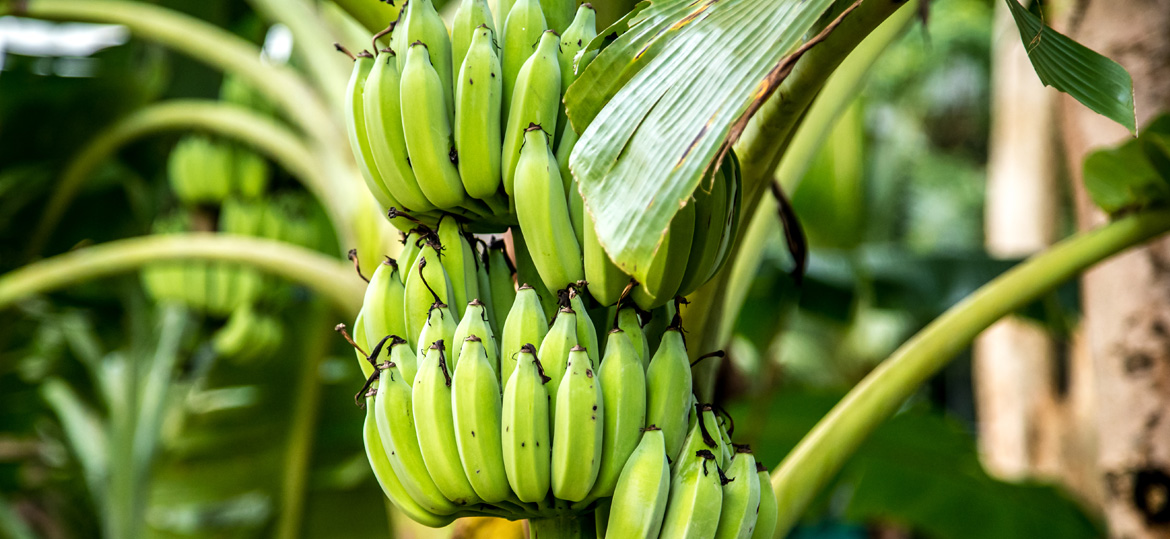 Descubre cómo la aspersión optimiza la nutrición, sanidad y calidad del banano, y cómo PQP Profesional impulsa cada etapa del cultivo con soluciones integrales.
