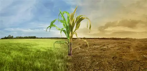 Conozca cómo se comporta el clima en las regiones agrícolas de Colombia y su impacto en cultivos, productividad y planificación agrícola.