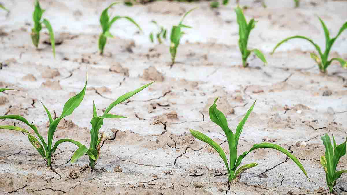 ¿Tus cultivos están estresados? Aprende cómo ayudarlos a recuperarse