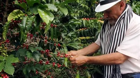 ¿Cómo afecta el clima lluvioso a los cultivos de café, arroz y maíz en Colombia?