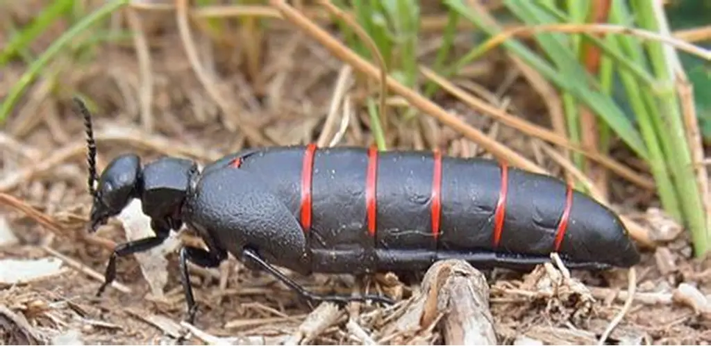 Los escarabajos en palma de aceite