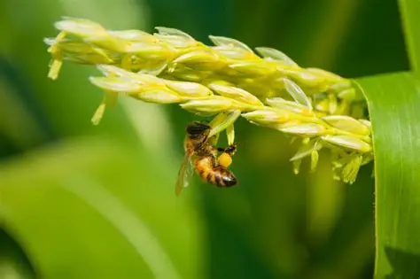 Polinización en Maíz: