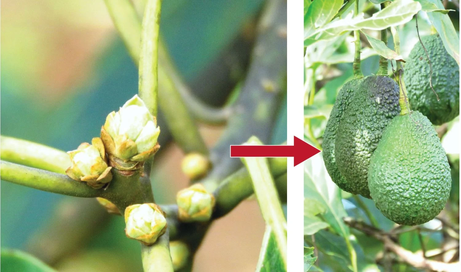 Control de Trips en Aguacate