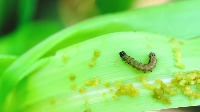 Control del Gusano Cogollero en Maíz