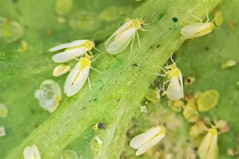 Cómo Controlar la Mosca Blanca en Tomate y Hortalizas en Colombia (Guía Completa)