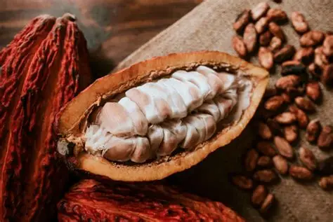 Cacao premium: cómo pasar de productor tradicional a proveedor de mercados internacionales