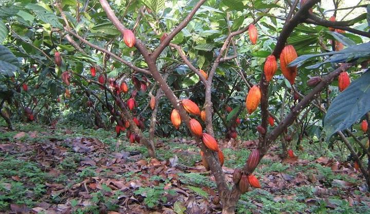 Cómo elegir un crédito según tu ciclo productivo agrícola