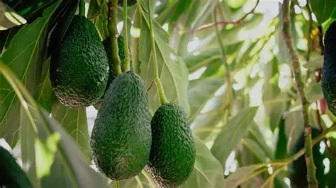 ¿Cómo financiar tu aguacate en Antioquia sin afectar tu flujo de caja?