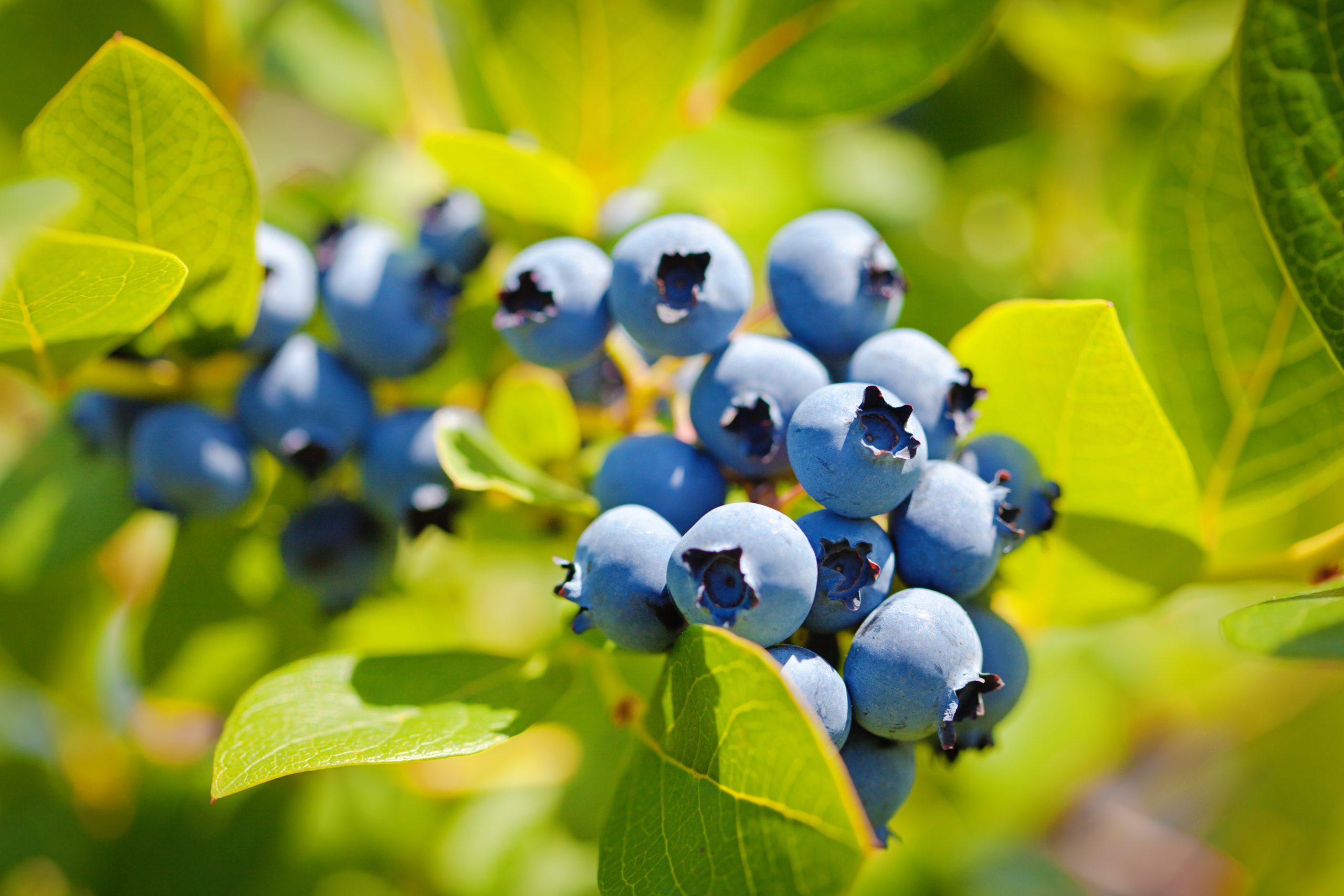 Cultivo rentable de arándanos en clima tropical: guía