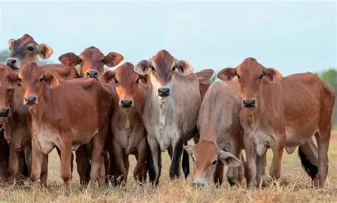 Ganadería de leche: por qué el sostenimiento del hato es clave en mayo en Antioquia, Nariño y Boyacá