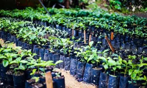 renovación de cafetales con crédito agrícola