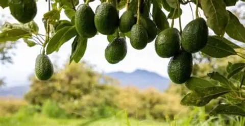 Cómo medir nitratos en savia de aguacate para optimizar la nutrición del cultivo