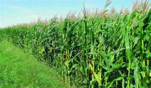Herbicidas para maíz en Colombia: cómo elegir el más efectivo según el tipo de maleza