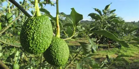 Programa nutricional para aguacate Hass: claves para maximizar rendimiento y calidad