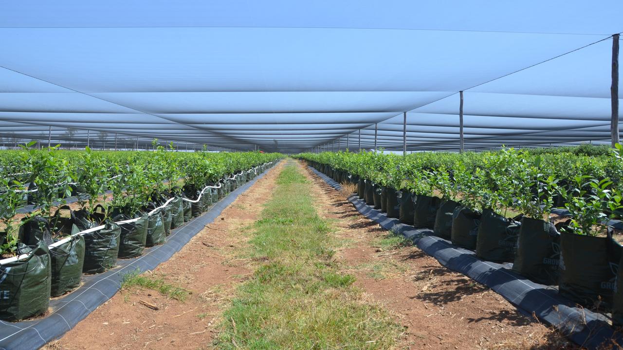 ¿Qué polisombra usar según el cultivo? Guía para elegir el porcentaje adecuado
