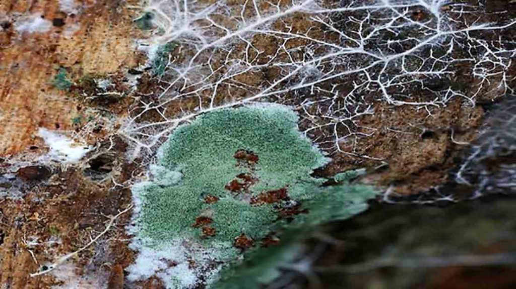 Trichoderma en agricultura: cómo funciona y cuáles son sus beneficios para los cultivos